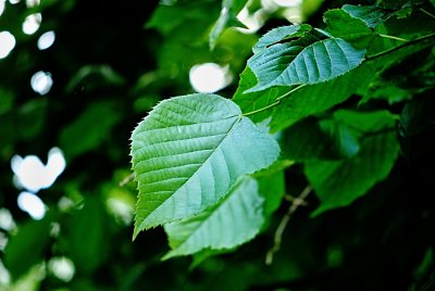 Tilia americana 'Nova' - lípa americká - list s žilnatinou - líc